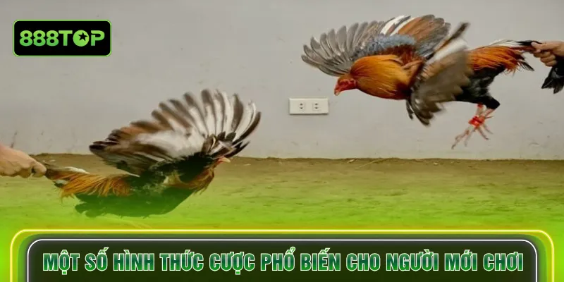 Một số hình thức cược phổ biến cho người mới chơi